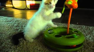 Chustmi's Bliss' Kitten #1 (Reserved) by Chustmi 116 views 10 years ago 4 minutes, 47 seconds