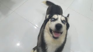 Funny Husky Video 2023 - Cute Dog Doing Funny Thing by Puppies TV 451 views 1 year ago 2 minutes, 30 seconds