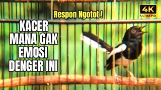 KACER GACOR KONSLET FULL ISIAN BESETAN KASAR INI TERBUKTI CEPAT PANAS EMOSI KACER CEPAT KONSLET