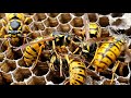 Yellow Jacket Nest in Ground | WASP NEST REMOVAL 2020 | Squirrel chases Turkey!