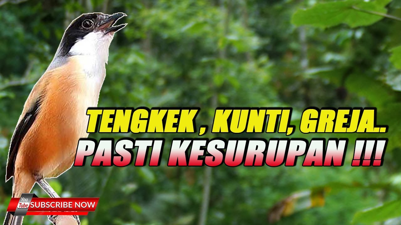 CENDET GACOR FULL TEMBAKAN PEDAS CADAS PARUH SOBEK - SOBEK