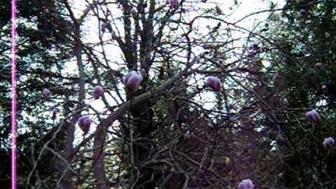 NATURE watches US or Pleading for the Dendrological Gardens