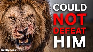 6 Predators That Could NOT Defeat a Lion