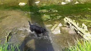 Barney Adventures #50, At Seaton Burn .