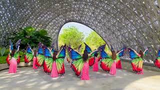 Bellydance Choreography Butterfly Wings