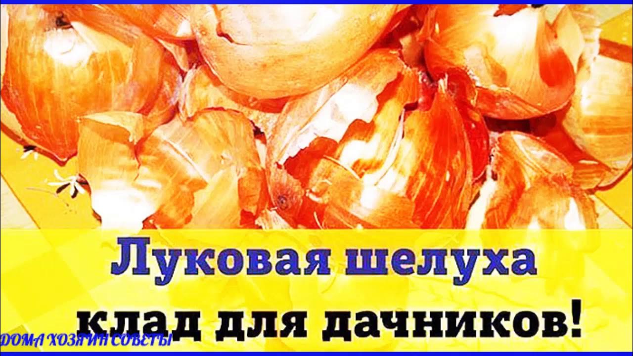 Подкормка рассады луковой шелухой. Удобрение из луковой шелухи для рассады. Луковая шелуха для рассады. Отвар шелухи лука для рассады помидор. Луковая шелуха лечение отзывы рассказ ивана егорова о луковой шелухе.