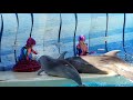 ◆えのすい　ドルフェリア（2019．01．01）10：30~ ◆【新江ノ島水族館】