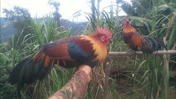 ไก่ป่าสอดน้ำ2 qaib qus txuam tom 2 nyob sab Luangprabang 2021