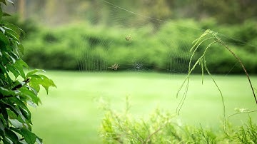 Timelapse of an Orb Spider making a Web