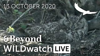 WILDwatch Live | 13 October, 2020 | Afternoon Safari | South Africa | Part 2