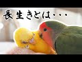 長生とは・・・ シニアインコの生活 what is the meaning of longevity