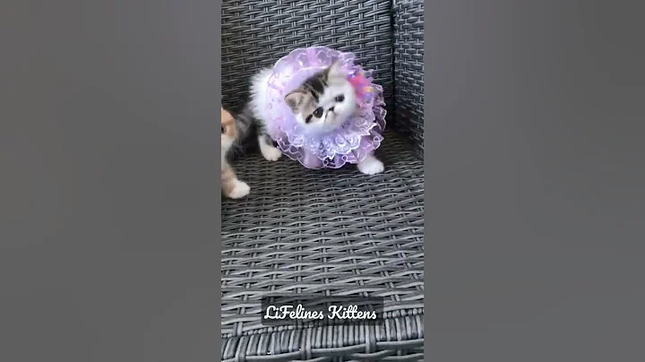 Watch the video about Exotic Shorthair Kittens for Sale Exotic Shor Hair Cat for Sale in Mumbai Kittens for Sale in Delhi