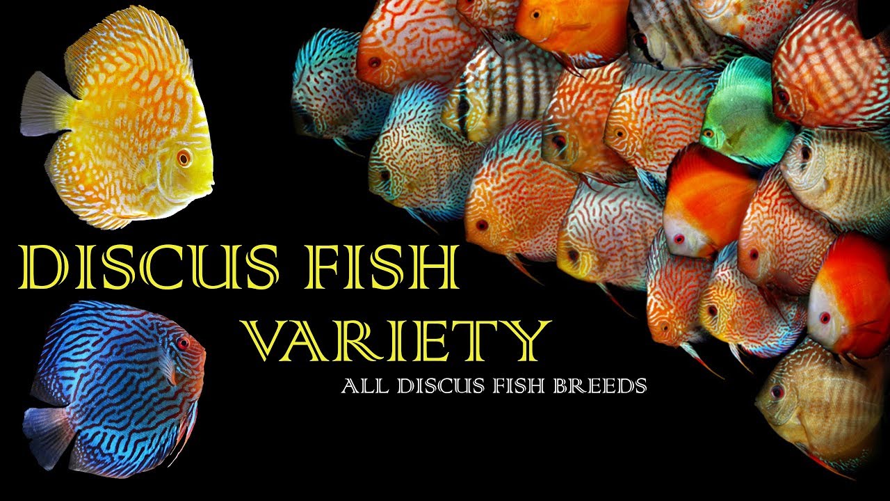 THE BEST DISCUS  FISH  VARIETIES Types  of Discus  Fish  for 