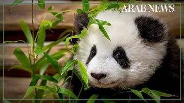 Baby panda shown to South Korea public for first time