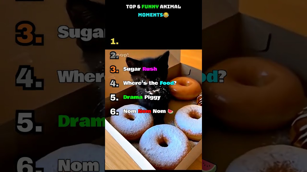 Top 6 Animal Funny Moments 