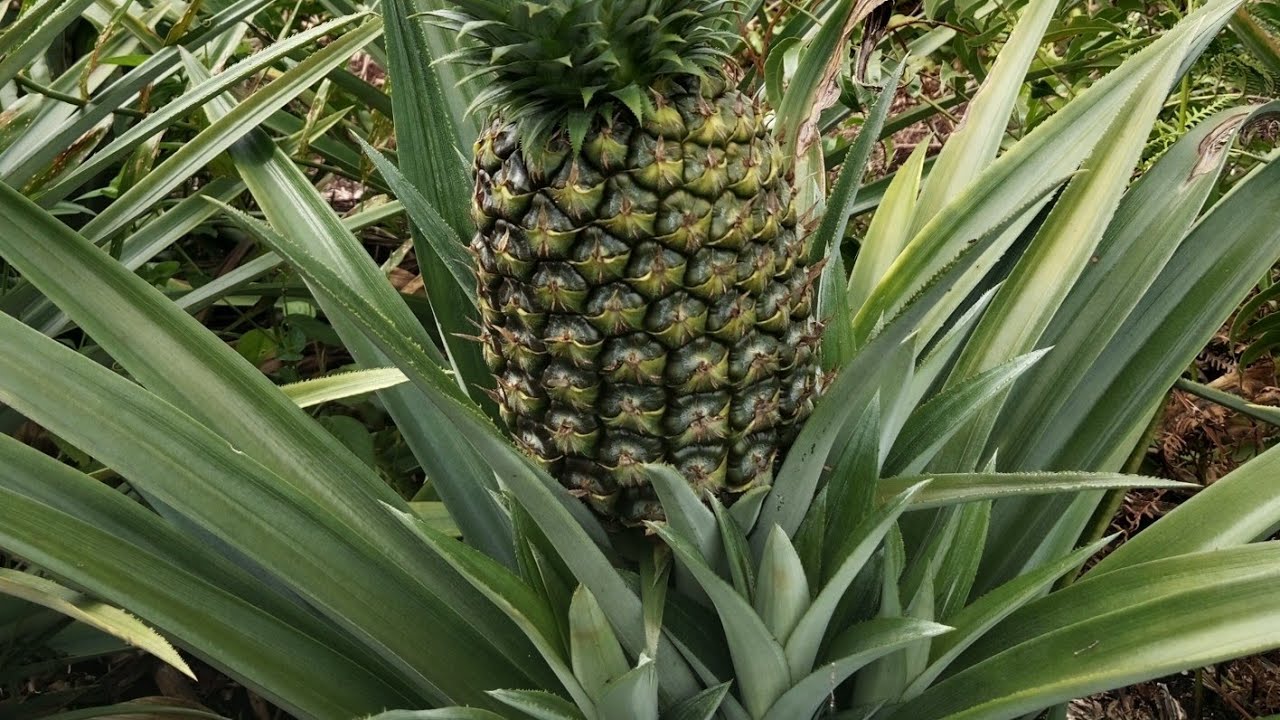 Ini nanas madu tanpa duri || MD2