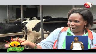 Mkulima: Kutana na Bishop Grace, mfugaji wa ng'ombe za maziwa kwenye shamba la Canaan