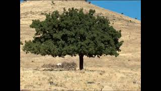 Hasan Durak Meri Kekligim