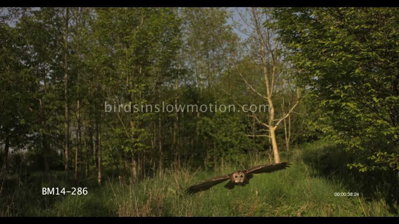 Tawny Owl Slow Motion Flying shot on Phantom HD Gold
