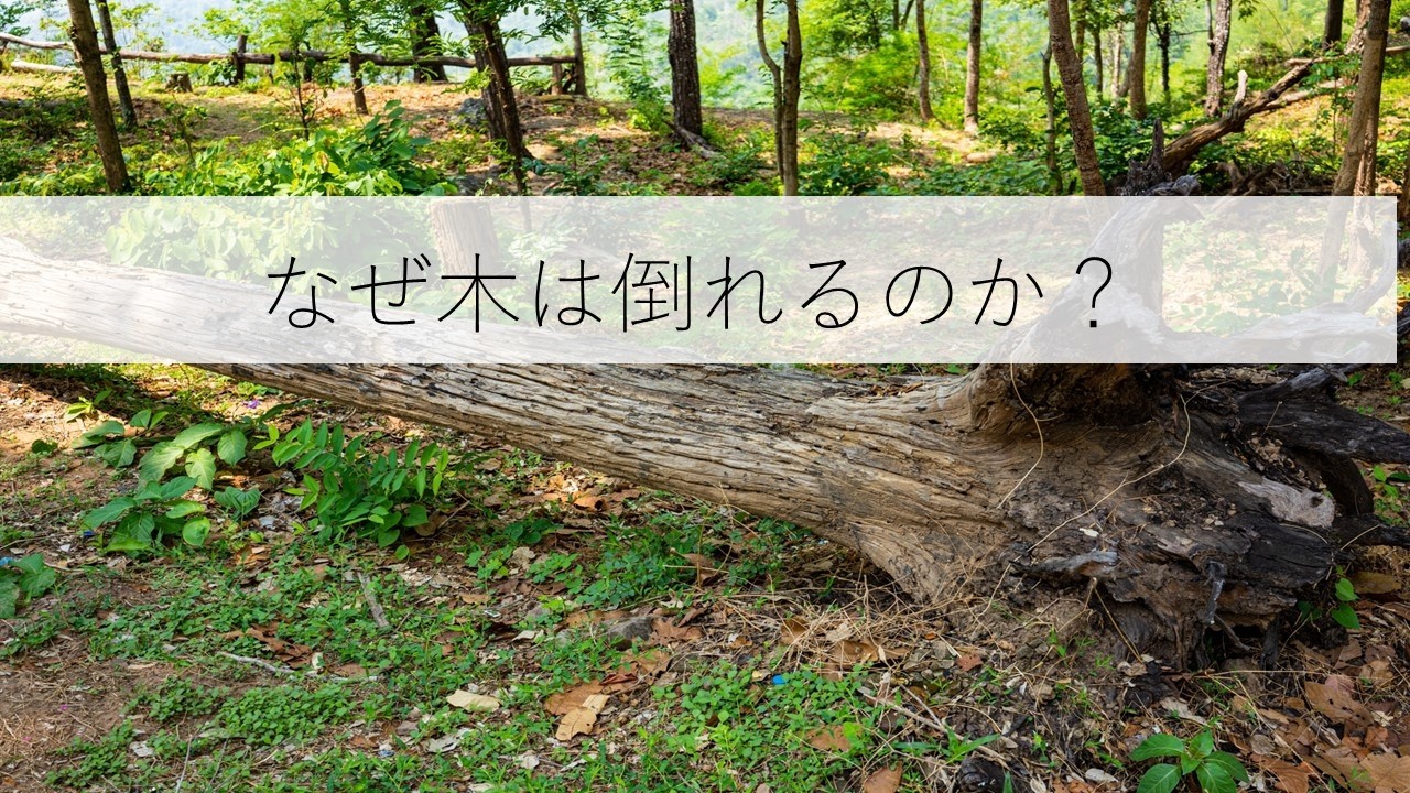 「なぜ木は倒れるのか？」（新小6　R・Nくん）