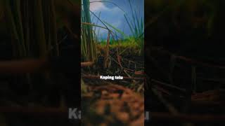 Download Lagu Tombo Ati Opick MP3