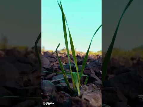 गांव की वीडियो सुबह की video adivasi ‼️ #boysfootball #automobile