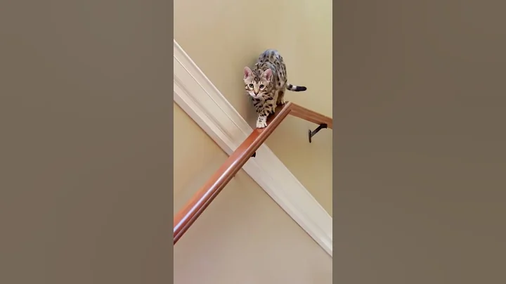Watch the video about Cat EPIC staircase chase #shorts 😻