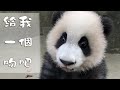 《熊貓早晚安》給我一個吻吧 | iPanda熊貓頻道