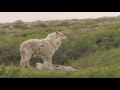 Lobo à espreita - América do Norte: Born To Be Wild