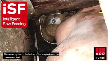 iSF Free - Feed for free-roaming gestating sows