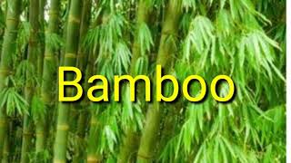NCERT English marigold class 5th:ch-3.  Bamboo curry(reading and explanation of story)