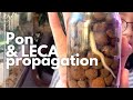 How To Propagate Plants In Lechuza Pon and LECA