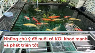 Notes to raise healthy and well-developed KOI fish