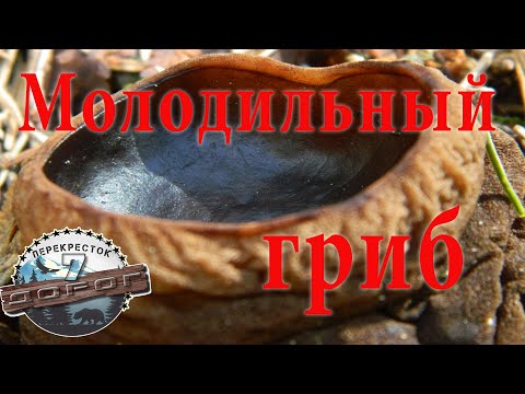 Молодильный гриб.  Саркосома шаровидная.  Где растет?  Необычный гриб.