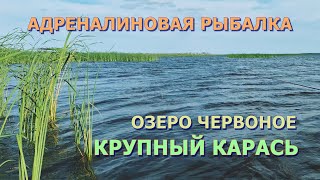 КРУПНЫЙ КАРАСЬ на озере Червоное | Мы НЕ ОЖИДАЛИ такого результата!!! | Рыбалка в Беларуси