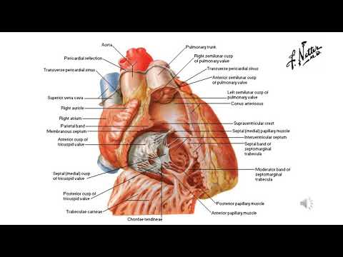 Video: Il ventricolo sinistro ha trabecole carnee?