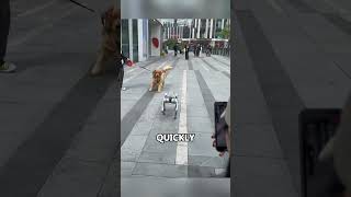 Dog&#39;s Funny Showdown with an AI Canine