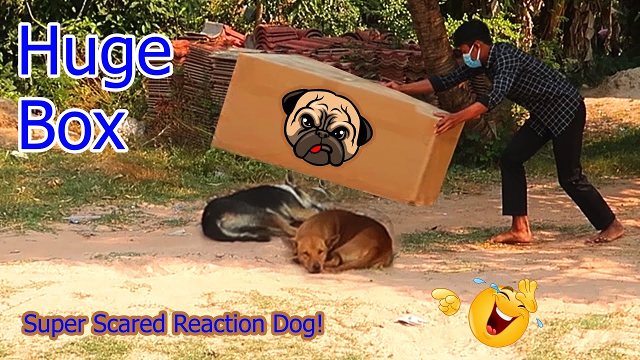 Scaring Dogs! Dog Prank With Big Box - Best Reaction - Youtube