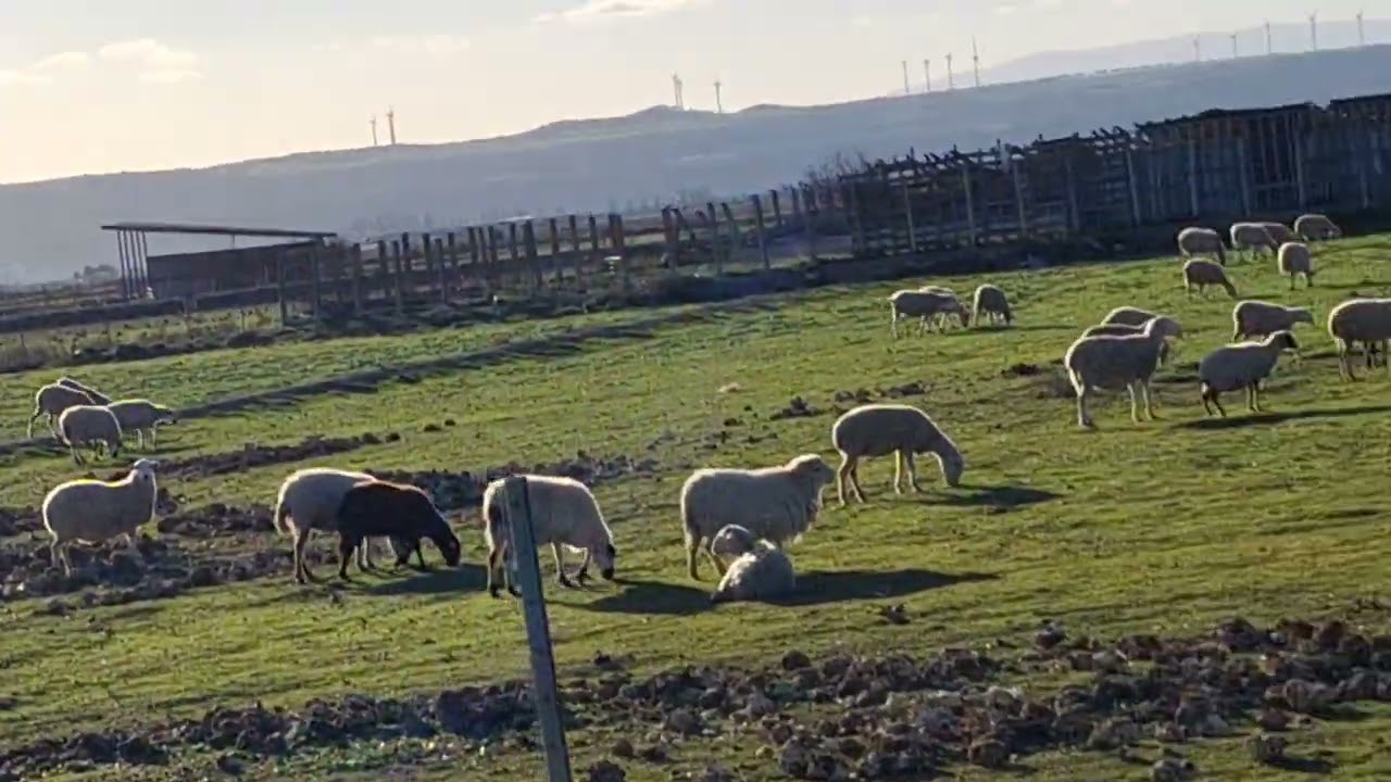 تربية المواشي في إسبانيا  خاصة تربية للأغنام  تابع القناة باش يوصلكم كل جديد