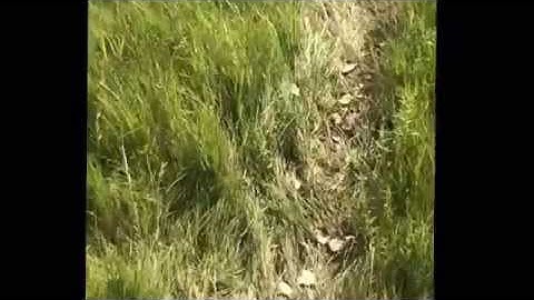 Dryland Beaver Snaring How to