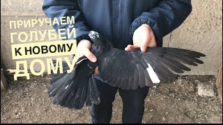 Как приручить голубя к новому дому/ Николаевские голуби Андрея Животовского/