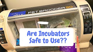 Are Incubators safe for Puppies? (Before you Buy one, Frenchies)