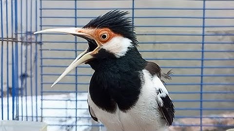 Pancingan Jalak Suren Gacor Mompa Isian Variasi - Masteran Suara Burung Jalak Gacor Full Isian Mewah