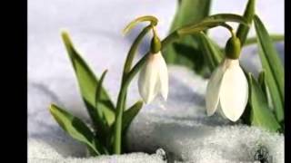 Timur Sili Ne Enlemde Ne Boylamdayım