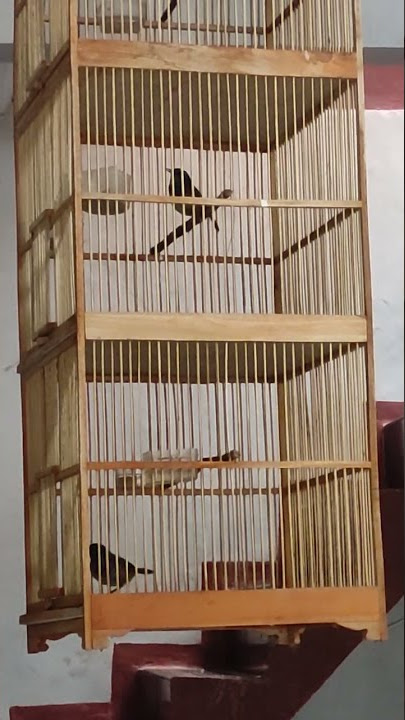 jongkangan biru betina