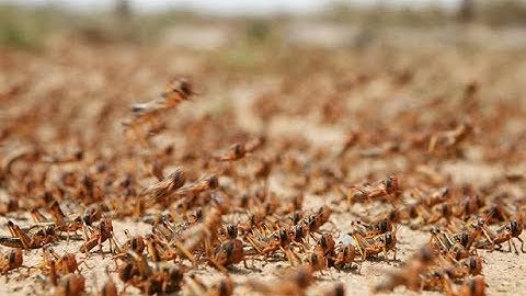 China deploys army of ducks to fight off biggest locust invasion in 20 years - Today News