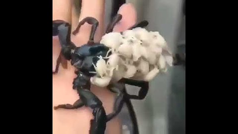 Королевский скорпион с детьми                                      #Shorts