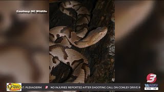 Snake activity increases in North Carolina