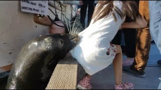 فقمة تحاول أكل طفلة|| Seal trying to eat a girl