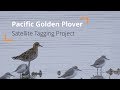 Update 3: Pūkorokoro Miranda Shorebird Centre Pacific Golden Plover Satellite Tagging Project